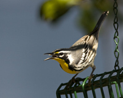 img_634_YellowthroatWarb_10x100.jpg