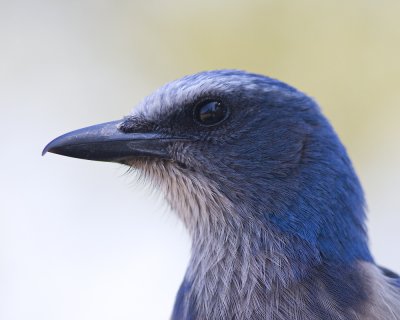 img_656_FlaScrubJay_10x100.jpg