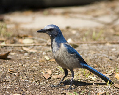 img_662_FlaScrubJay_10x100.jpg