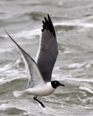 Img_695_LGull_10x100.jpg
