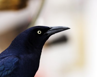 Img_700_GtGrackle_10x100.jpg