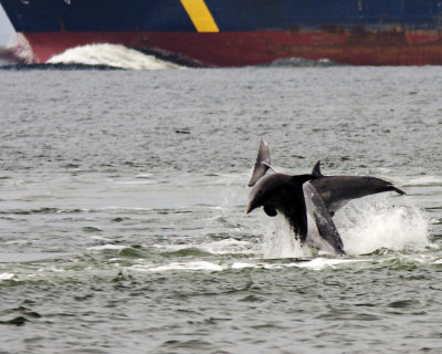 Img_703_3Porpoise_10x100.jpg