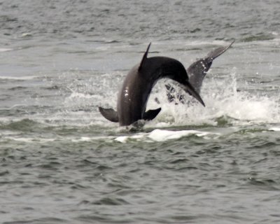Img_704_2Porpoise_10x100.jpg