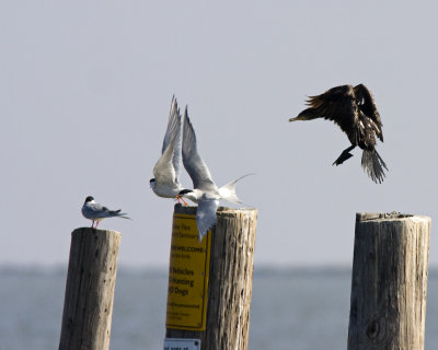 Img_721_terns_10x100.jpg