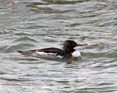 Img_811_Merganser_10x100.jpg