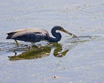 Img_953_TricolorHeron_10x100.jpg