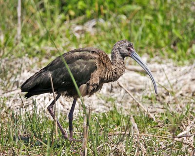 Img_1130_WfaceIbis_10x100.jpg