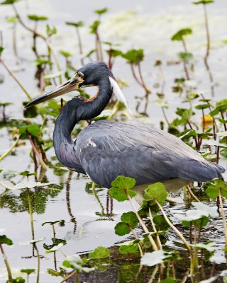 Img_1546_TriColHeron_10x100.jpg