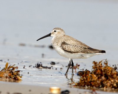 img_1899_Dunlin_100x10.jpg