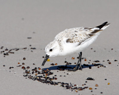 img_1933_Sanderling_100x10.jpg