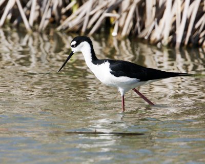 img_1945_BlkNeckStilt_100x10.jpg