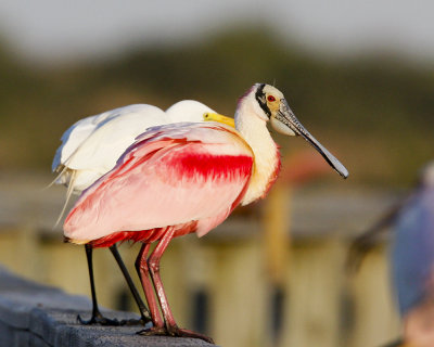img_1991_RoseateSpoonbill_100x10.jpg