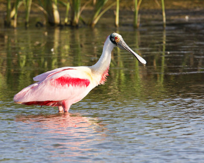 img_2115_RoseateSpoonbill_100x10.jpg