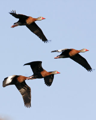 img_2154_BlkbWhistlingDuck_100x10.jpg