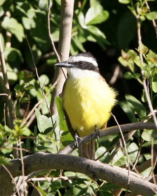 img_2256_GreatKiskadee_100x10.jpg