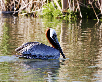 img_2746_Pelican_100x10.jpg