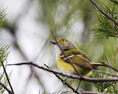 img_2845_White-eyedVireo_100x10.jpg