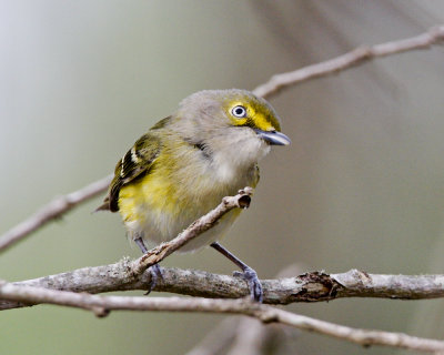 img_2874_White-eyedVireo_100x10.jpg