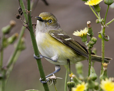 img_3068_White-eyedVireo_100x10.jpg