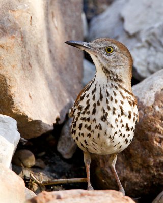 img_3432_BrwnThrasher_100x10.jpg