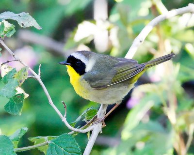 img_3499_ComYellowthroat_100x10.jpg