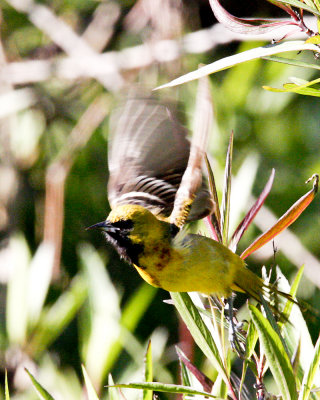img_3595_OOriole_100x10.jpg