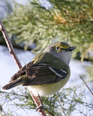 img_3730_WhiteEyeVireo_100x10.jpg