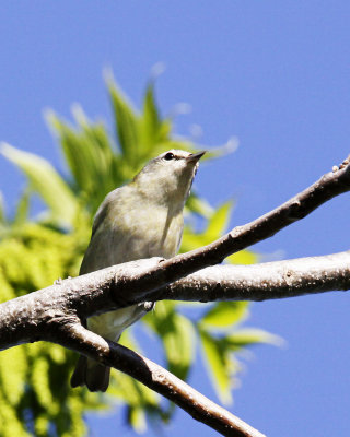 img_4382_RedEyeVireo_100x10.jpg