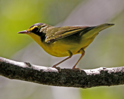 img_4595_Vireo_100x10.jpg