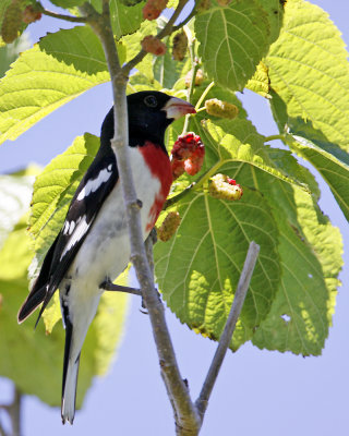 img_4715_RosebrestGrosbeak_100x10.jpg