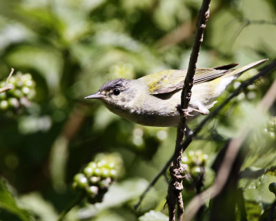 img_4750_Vireo_100x10.jpg