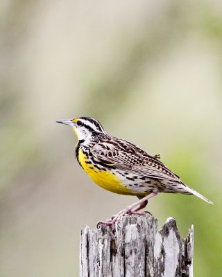 img_5490_EMeadowlark_100x10.jpg