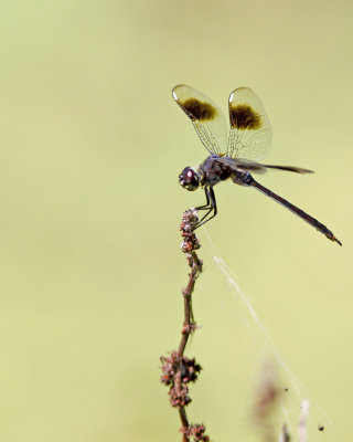 img_6786_Dragon_100x10.jpg
