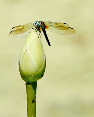 img_6812_Dragon_100x10.jpg