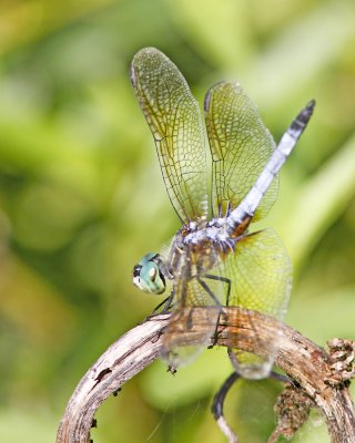 img_6823_Dragon_100x10.jpg