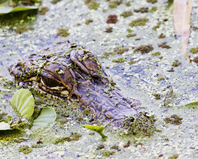 img_6832_Gator_100x10.jpg