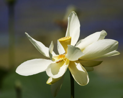 img_6848_Lotus_100x10.jpg