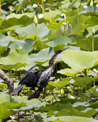 img_6990_Anhinga_100x10.jpg