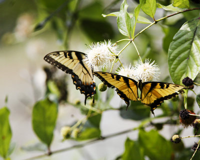 img_7078_TigerSwallowtail_100x10.jpg