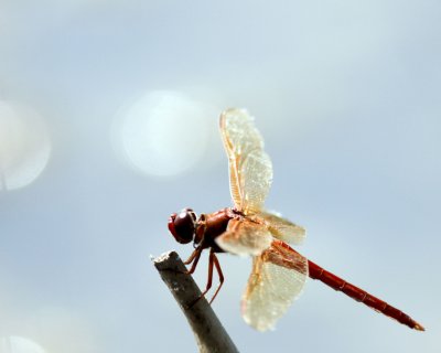 _MG_7384_NeonSkimmer_100x10.jpg