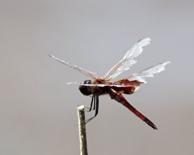 _MG_7430_RedSaddlebags_10x100.jpg