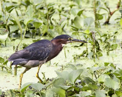 img_7156_GreenHeron_10x100.jpg