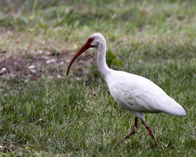 img_7176_WhiteIbis_10x100.jpg