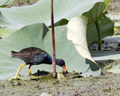 img_7507_PurpleGallinule_10x100.jpg