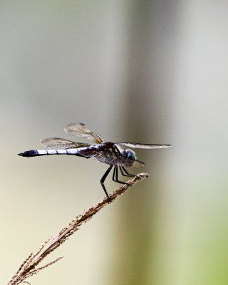 img_7523_BlueDasher_10x100.jpg