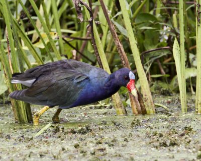 img_7542_PurpleGallinule_10x100.jpg