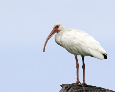 img_7545_WhiteIbis_10x100.jpg