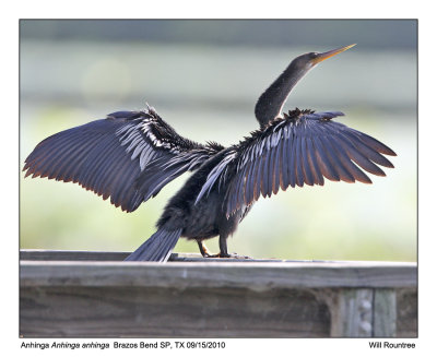 IMG_2536_Anhinga_10x100.jpg