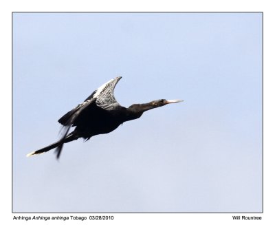 IMG_9350_Anhinga_10x100.jpg