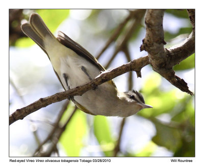 IMG_9408_RedeyedVireo_10x100.jpg